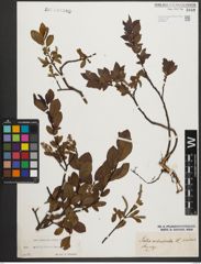Foto von Salix waldsteiniana Willd.